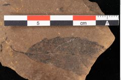 Foto (Detailansicht) von Sphaeria mediterranea Ettingshausen (NHMW-GEO-2024-0188-0025)